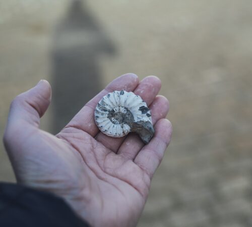 From Weymouth Fossil Walk in Charmouth