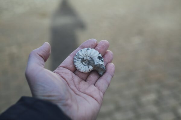 From Weymouth Fossil Walk in Charmouth