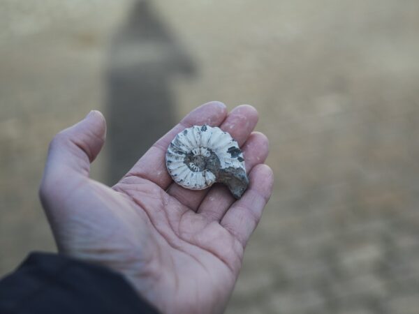 From Weymouth Fossil Walk in Charmouth