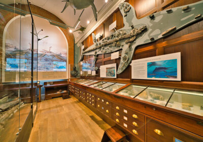 The Ultimate Rock Star History: How the “Age of Dinosaurs” Got Its Weird Names